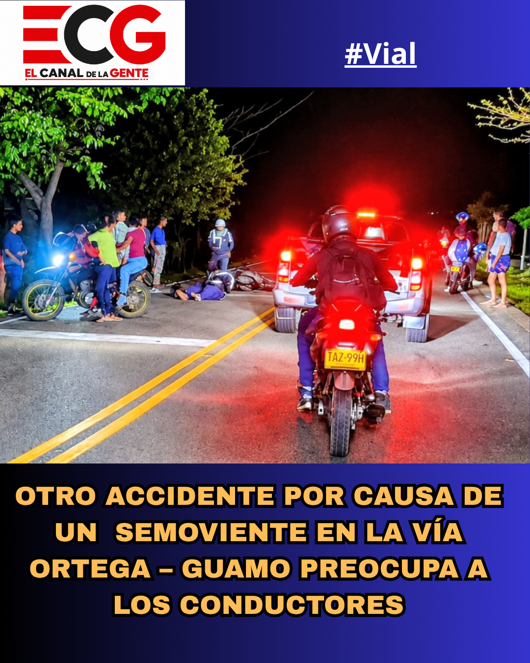 #ATENCIÓN – Otro accidente por causa de un semoviente en la vía Ortega – Guamo preocupa los conductores