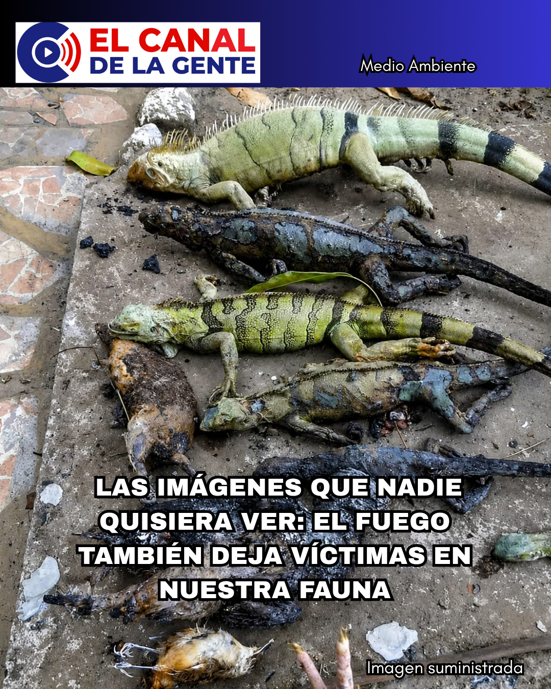 Las víctimas silenciosas que dejan los incendios forestales en el Tolima