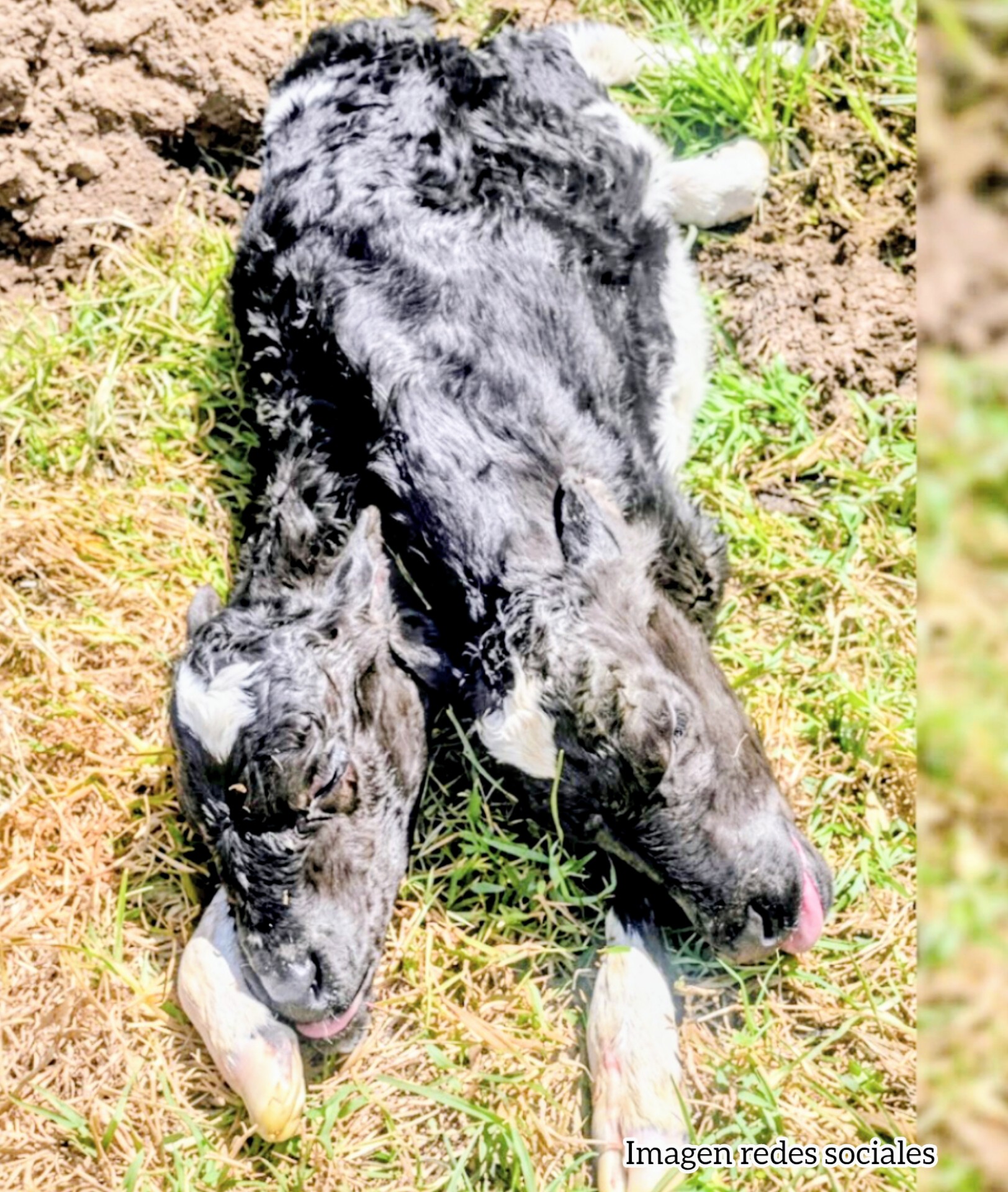 Nació una ternera con dos cabezas en zona rural de La Unión, Antioquia