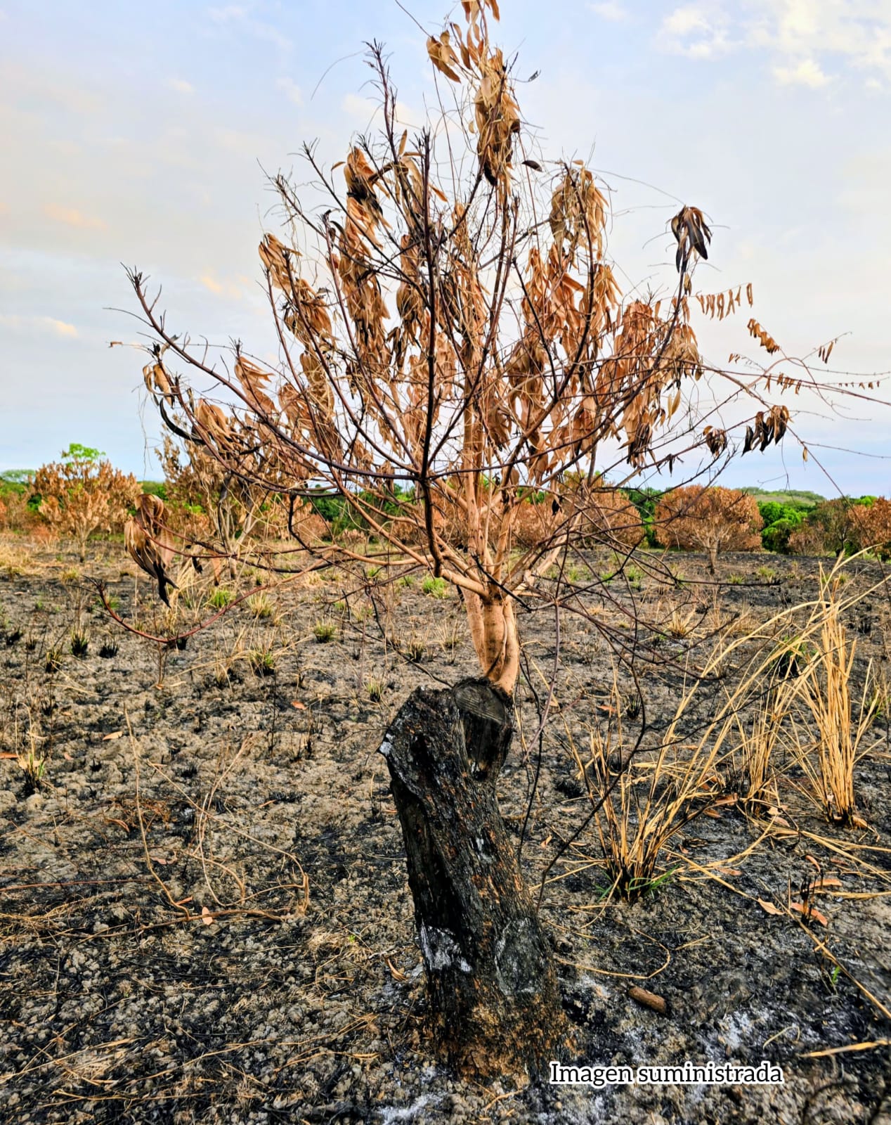 “Somos víctimas del incendio”: productor de mango de Prado, Tolima, cuestiona proceso abierto por CORTOLIMA