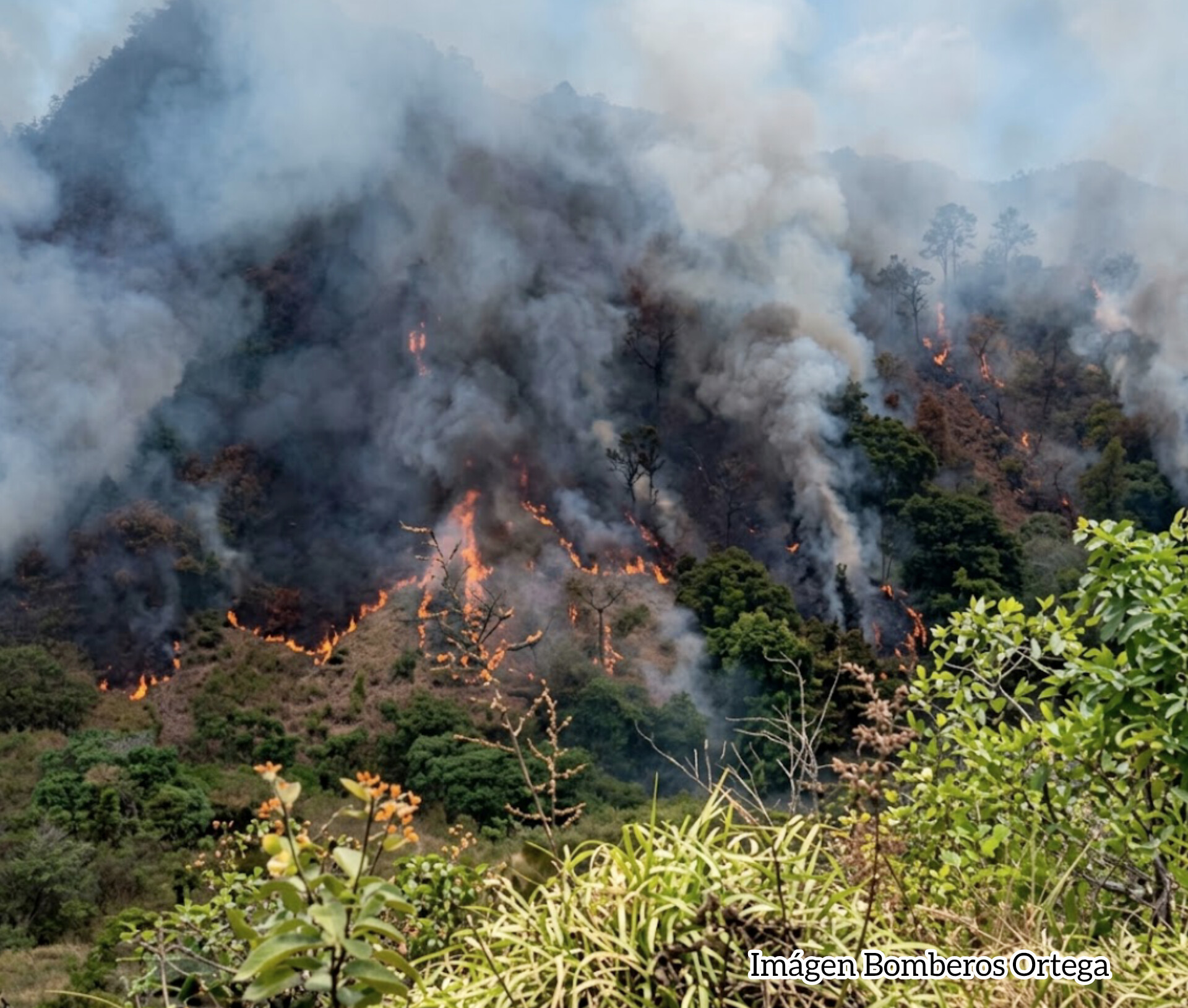 Bomberos atienden incendio forestal en el sector Olaya Herrera de Ortega, Tolima