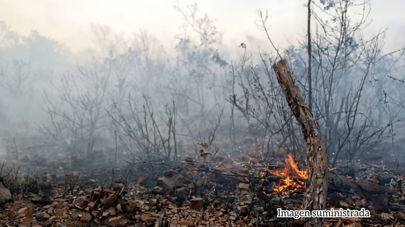 ATENCIÓN - Ciudadana reporta que incendio forestal en Coyaima lleva tres días y avanza por varios sectores