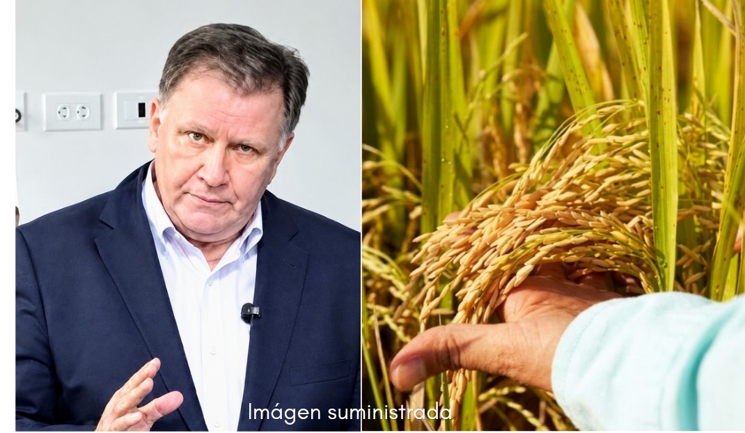 Ministro de Agricultura mandó a los arroceros a sembrar marañón: “El arroz ya no es negocio”
